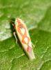 Zygina flammigera